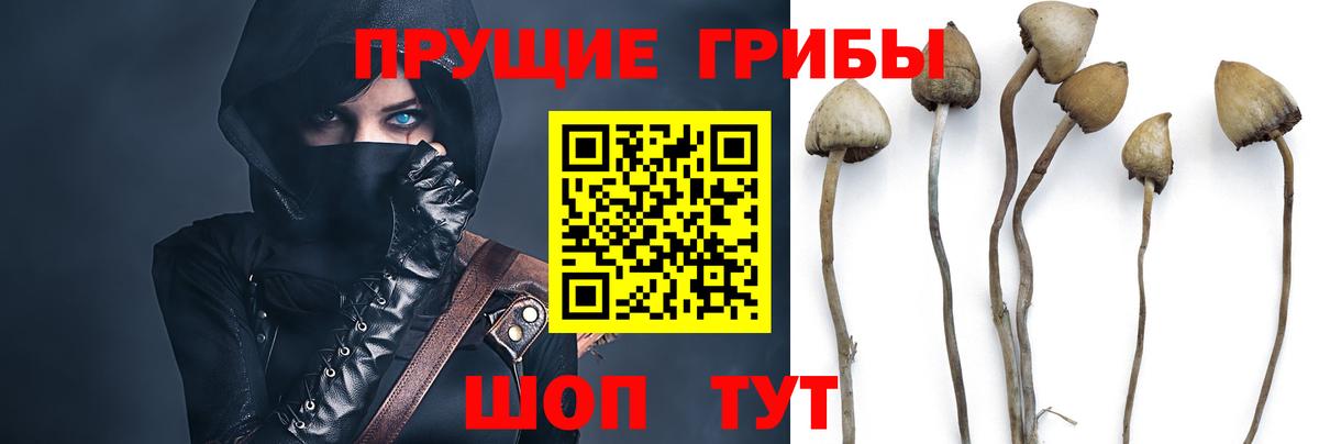 Псилоцибиновые грибы GOLDEN TEACHER Нальчик
